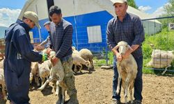 Afyonkarahisar’da küçükbaş hayvanlarda aşılama ve küpeleme çalışmaları devam ediyor