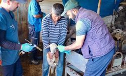 Afyonkarahisar’da hayvan sağlığı için aşılama ve küpeleme çalışmaları sürüyor