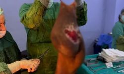 67 yaşındaki kadının midesinden çıkan şoke etti! Tam 40 kilogramlık kitle çıkarıldı