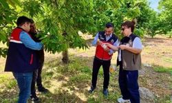 Sultandağı’nda organik kiraz için sirke sineği tuzakları denetleniyor