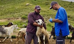 Afyonkarahisar’da hayvancılıkta saha çalışmaları hız kesmiyor