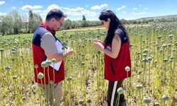 Afyonkarahisar’da dolu sonrası tarlalarda hasar tespiti sürüyor