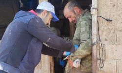 Bolvadin’de küçükbaş hayvanlara aşılama ve küpeleme çalışmaları hız kazandı