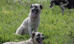 Çocuk Parkında Köpek Saldırısı: Kameralar Saniye Saniye Kaydetti! Doktor O Anları Anlattı