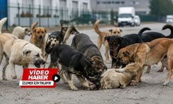 Afyon'da Korkunç Anlar... Onlarca Köpek Bir Anda Saldırdı! Güvenlik Kamerası Her Şeyi Kaydetti