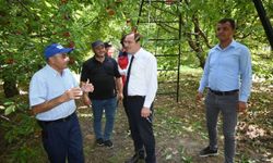 Çay Kaymakamı Hasan Hüsnü Türker, Kiraz Üreticileri ve Meyve Halini Ziyaret Etti