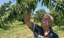 Sultandağı ve Akşehir Kirazında Tüm Zamanların Rekoru: Rekolte 110 Bin Tona Ulaştı!