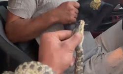Samanlıkta yılanla karşılaşan vatandaşın yaptıkları şaşkına çevirdi: Önce yumurtayı aldı, sonra...