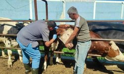 Afyonkarahisar'da hayvan sağlığı için verem taramaları aralıksız sürüyor