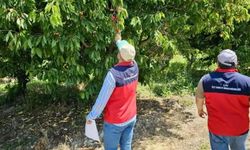 Afyon’da dolu sonrası zarar tespit çalışmaları sürüyor
