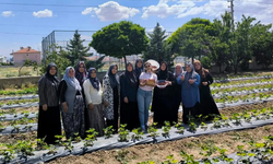 İscehisar'da çilek üretiminde yeni dönem: ADEM projesi ilk hasadını verdi
