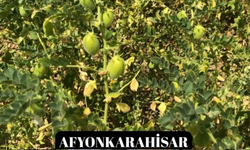 Yeni nohut çeşidi Afyonkarahisar'da tam not aldı!