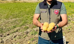 Dinar’da Hasat Sezonu Başladı: Meşhur Çölovası Patatesinde İlk Sökümler Yüzleri Güldürdü!