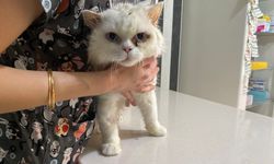 Kediniz ya da köpeğiniz varsa tatile çıkmadan önce mutlaka okuyun!