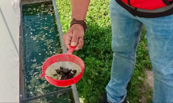 Haziran böceğine karşı yeni yöntem! Tuzak prototipleri Sultandağı’nda denendi