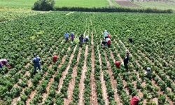 Bu işi yapanlar ellerini yüzlerine süremiyor: Erkekler ayda 60 bin lira, kadınlar 33 bin lira kazanıyor