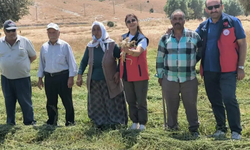 İscehisar’da sarımsak hasadı öncesi kritik kontrol! Hastalık ve zararlılar kontrol edildi