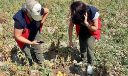 Afyonkarahisar’da patates tarlalarında sıkı denetim