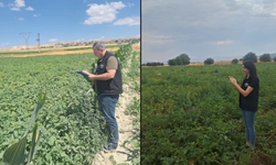 Şuhut’ta patates tarlalarında üretim denetimi devam ediyor