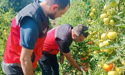 Başmakçı ve Sultandağı’nda sebze tarlalarında hastalık alarmına karşı kontrol