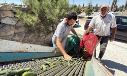 Kayıhan’da üreticiye destek eli: 3 ton kornişon ücretsiz dağıtıldı