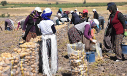 Sandıklı'da patates hasadı başladı: Üreticiler raf ömrüne dikkat çekti