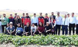 Afyon'da kornişon hasadı başladı: Gönüllü gençler üretim sürecine katıldı
