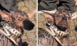 Köpeğe benzeyen adam gerçek mi, yapay zeka mı?