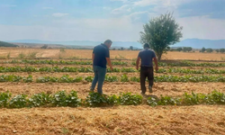 Dazkırı’da barbunya ve tütün üretimi mercek altında