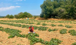 Dazkırı’da tarlalarda inceleme: Barbunya ve tütün üreticilerinin sorunları dinlendi