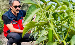 İscehisar’da tarlalar denetlendi: Jalapeno biberlerde hasat hazırlığı
