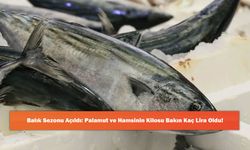 Balık Sezonu Açıldı: Palamut ve Hamsinin Kilosu Bakın Kaç Lira Oldu!