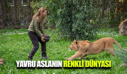 İzmir’de yavru aslan bulundu