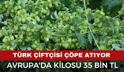 Türk Çiftçisi Tarlada Bırakıyor, Avrupa'da Kilosu 35 Bin TL’den Satılıyor