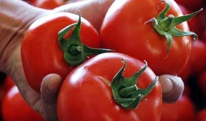 O ilçenin domatesi dünyanın en iyi domatesleri arasına girdi