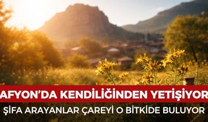Afyonkarahisar'da kendiliğinden yetişiyor: Uyku problemlerinden cilt problemlerine her derdi çözüyor