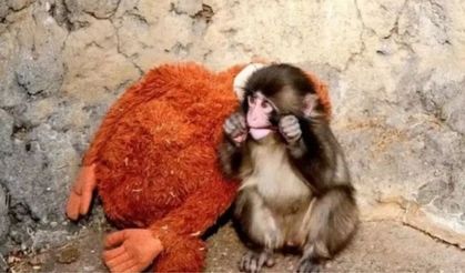 Punch maymun olayı nedir? Punch maymun nerede yaşıyor, hangi ülkede?