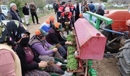 Kekik Üreticisine Tam Destek! Dinar’da "Sözleşmeli Tarım" Modeliyle İlk Fideler Toprakla Buluştu