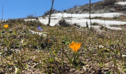 Afyonkarahisar’da İki Mevsim Bir Arada: Karların Yanında Çiçekler Açtı!