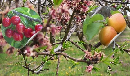 Afyonkarahisar’da Zirai Donun Acı Bilançosu: Kayısı ve Erikleri Don Vurdu, Kiraz Kurtuldu