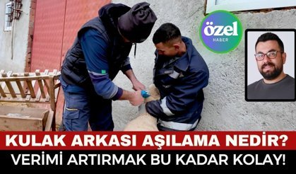 Afyonlu Üreticiden Kuzulama Rekoru! Hayvancılıkta Kulak Arkası Aşılama Nedir, Verimi Nasıl Artırır?