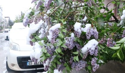 Afyon'da Beyaz Gelinlikli Bahar! Çiçekler Kar Altında Kaldı