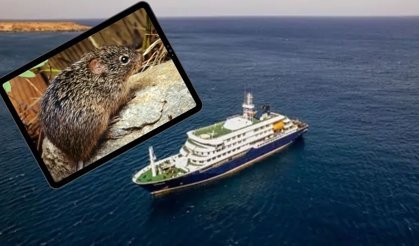 Hantavirüs nedir, nasıl bulaşır? Hantavirüs belirtileri neler, kimler risk altında? Gemide 3 kişiyi öldüren virüs