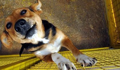 Et Yiyen Parazit Alarmı Büyüyor: Buzağı ve Keçiden Sonra Şimdi de Köpekte Görüldü!