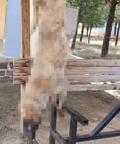 Bolvadin'deki Köpek Katliamında Yeni Gelişme