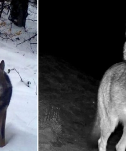 Köye İnen Kurt Koyunları Telef Etti,  2,5 Saatte 200 Koyunu Gitti