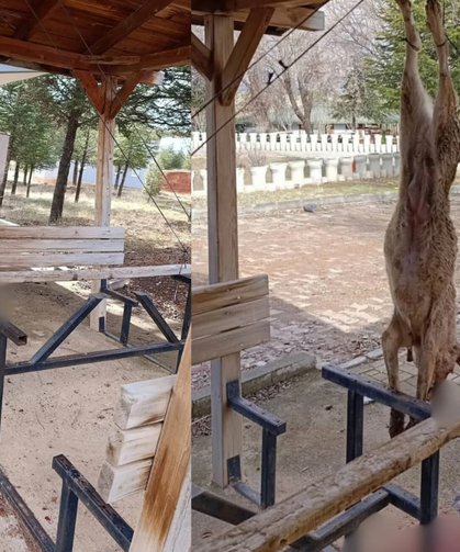 Afyon'da Köpeğe İşkence Edip Parka Astılar