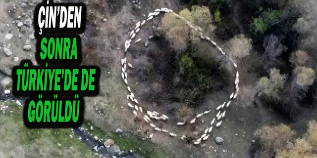 Sürüdeki Koyunların Çember Çizip Dönmeye Başladığını Gören Sürü Sahibi Olayı Dron İle Görüntüledi