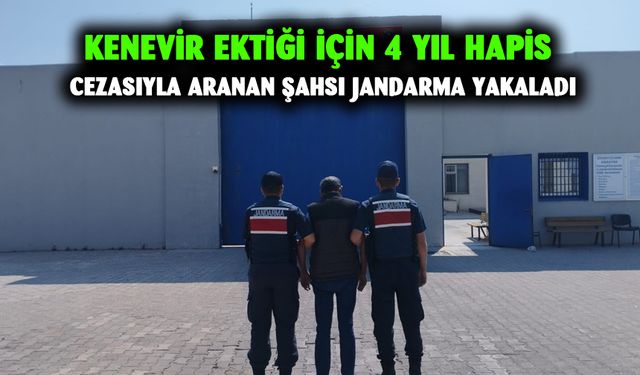 Kenevir ektiği için 4 yıl hapis cezasıyla aranan şahsı jandarma yakaladı