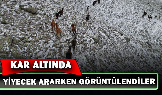 Yaylada kar altında yiyecek arayan yılkı atları havadan görüntülendi